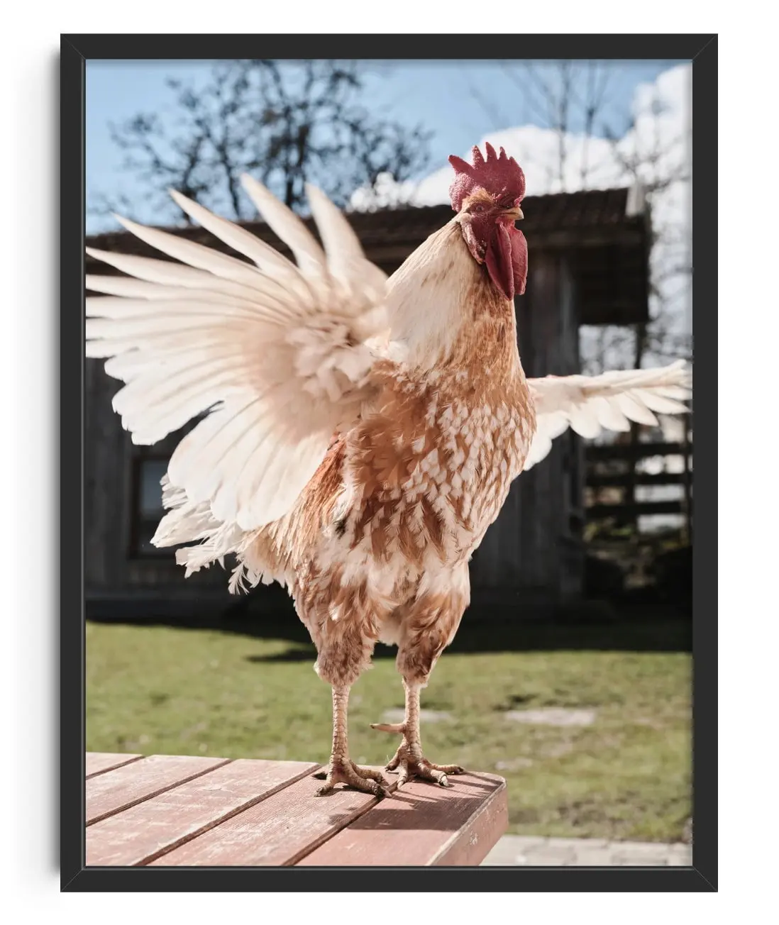 Backyard Rooster
