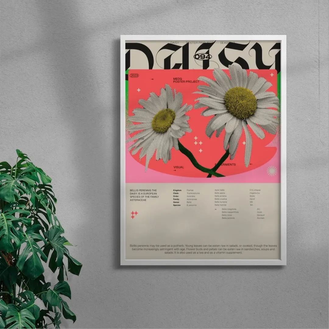 Daisy - Image 4