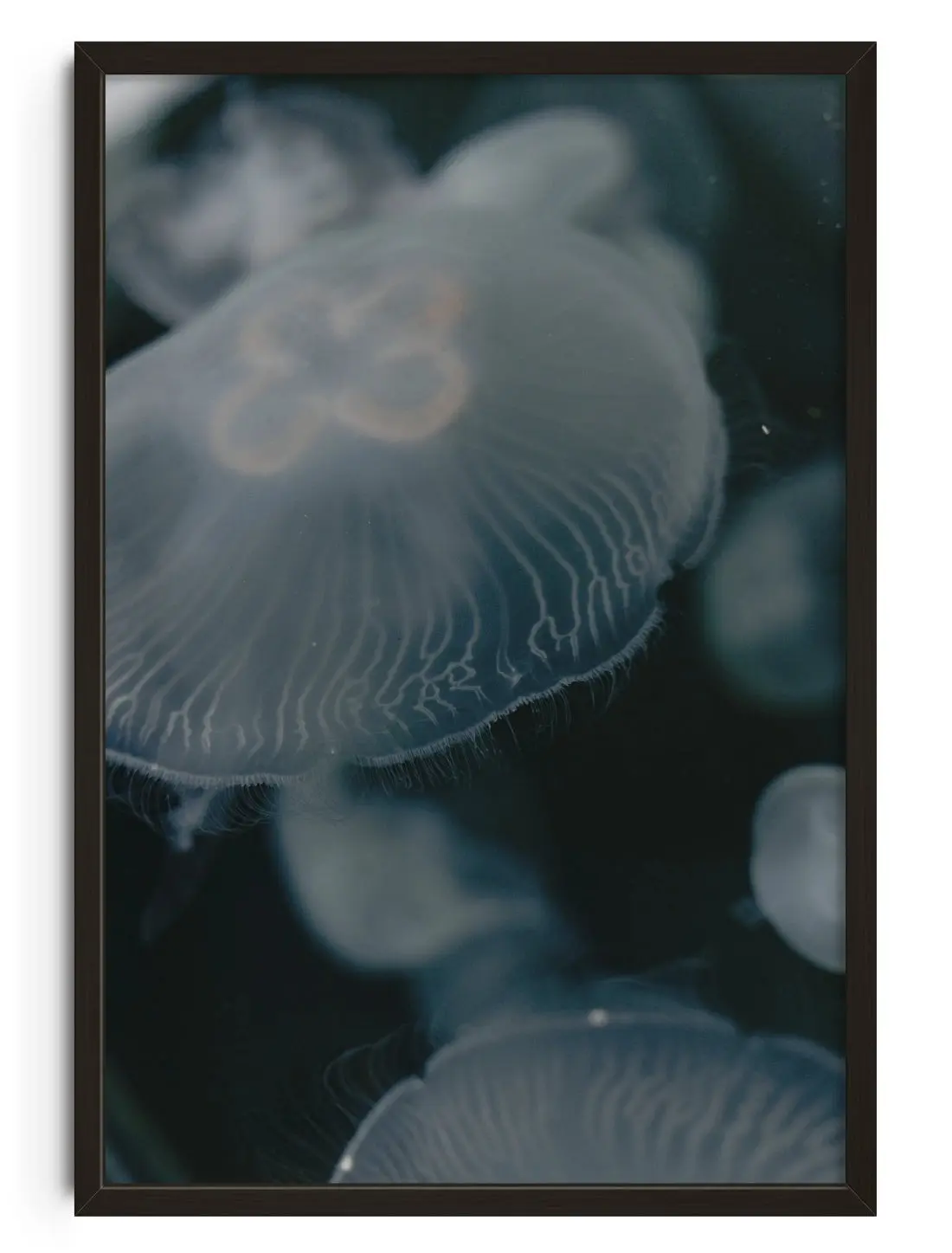 Jellyfish
