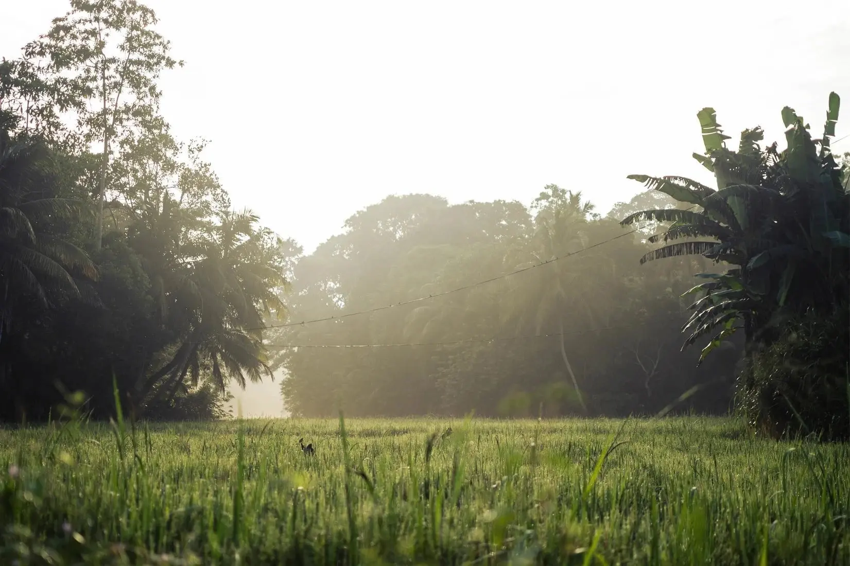 Morning in countryside - Image 2