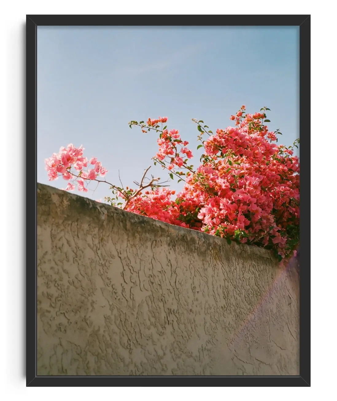 Pink Bloom