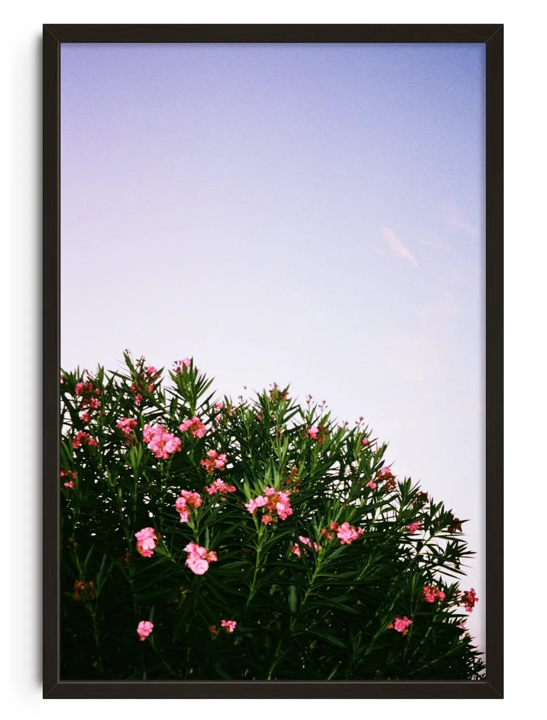 Pink Blossoms